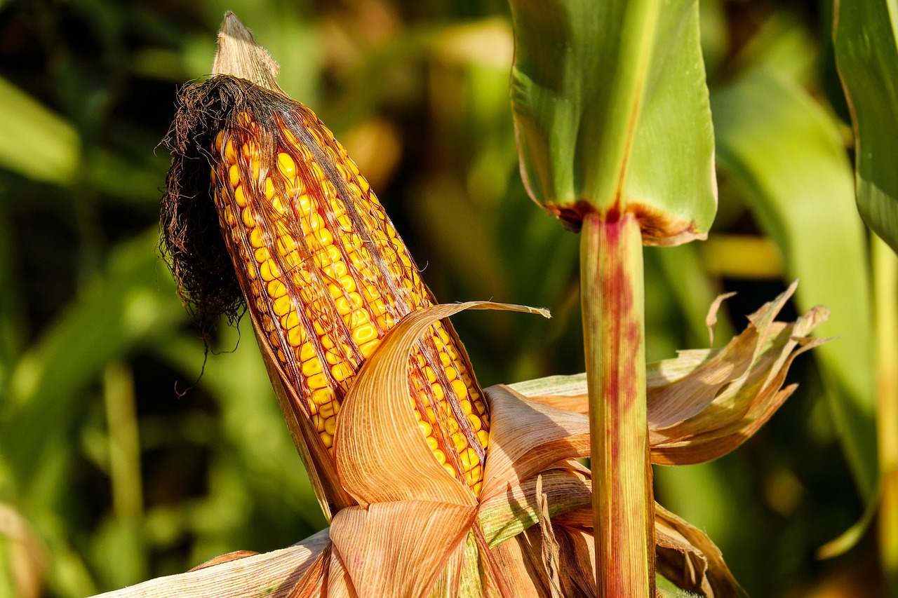 2025 Field Update: Biologicals in Corn & Soybeans